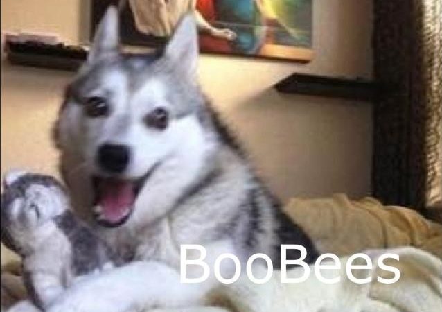 In honor of the Discord chat early this morning