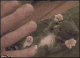 cute-cat11.gif