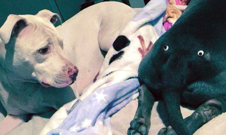 “Frank, we need to talk.  It’s your breath…it smells like ass.”