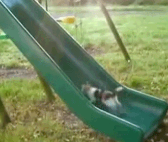 failcat.gif