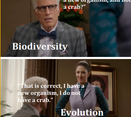 Have I got crabs for you!