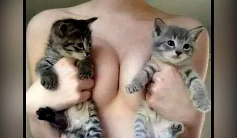 Elf on a Shelf – Kitties on…